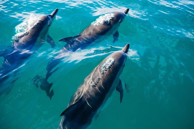 dolfijnen spotten Algarve