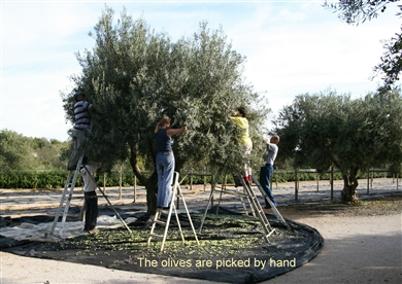 olijfolie plantage Algarve
