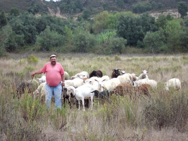 herder met kudde bij Sao Marcos da Serra